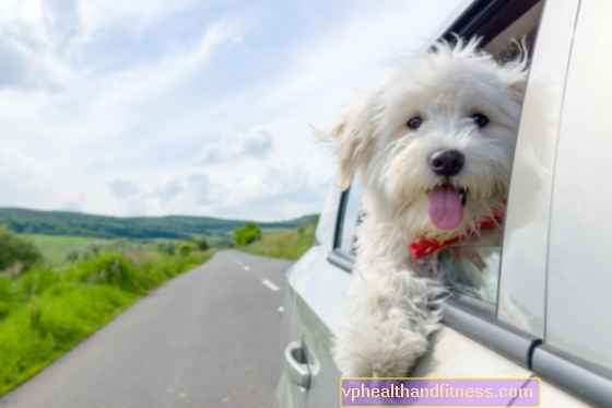 Voyager avec un chien: que faire pour faire un voyage en voiture avec un animal courir tranquillement?