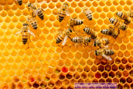 Apicultura, es decir, la fascinación por las ABEJAS, la pasión y el estilo de vida