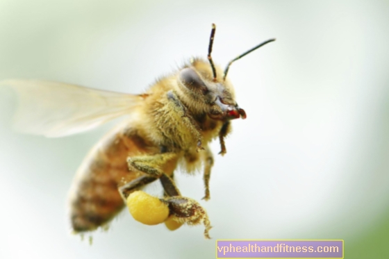 Polen de flores: un valioso producto de las abejas