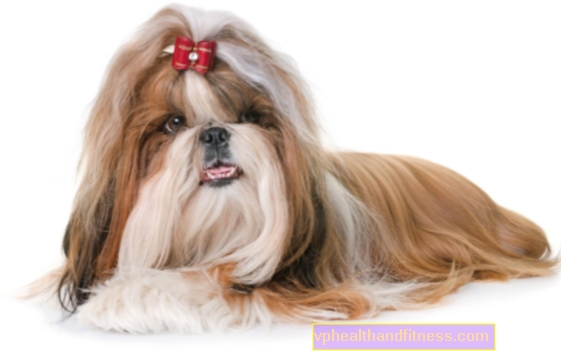 Shih tzu - perros león. Nutrición, cuidados, enfermedades