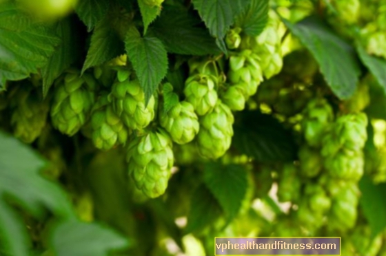 Sirop de houblon - vous calme et vous aide à vous endormir. Recette de sirop de houblon