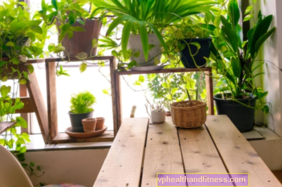 Plantas de interior venenosas en tu hogar