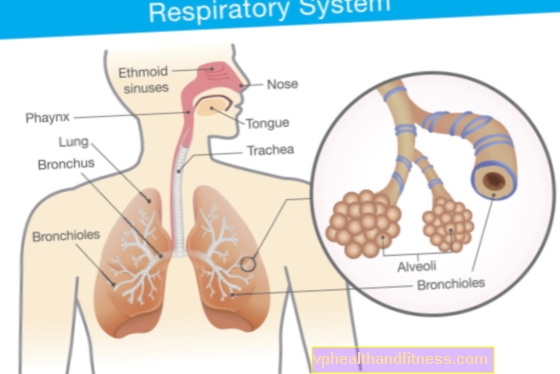 El sistema respiratorio: estructura y funcionamiento