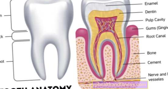 Dientes: estructura dental